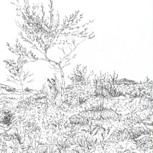 Tree in a Bog Greeting Card