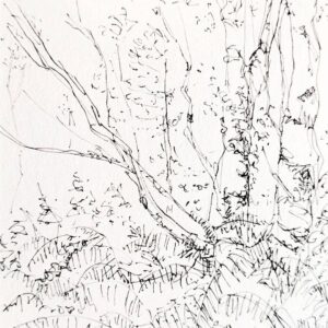Birches Greeting Card